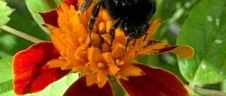 Läsarbilden, tänk på insekterna