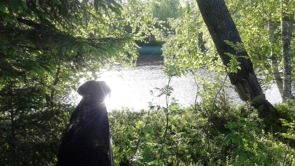 Foto på den saknade hunden Kero när han spanar på sjöfågel. Bilden tagen av Ewa-May Hedenström
