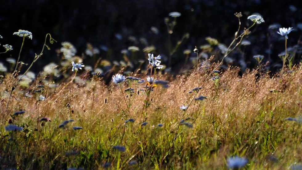 En del av gräsytan i Vilbergen kan bli blomsteräng.