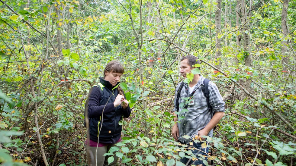 Amanda Magnusson Overmark, skogskonsulent på Skogsstyrelsen, och Johan Arvidsson, landskapsingenjör på Region Gotland, gör ett fältbesök bland de sjuka almarna på Södra hällarna.
