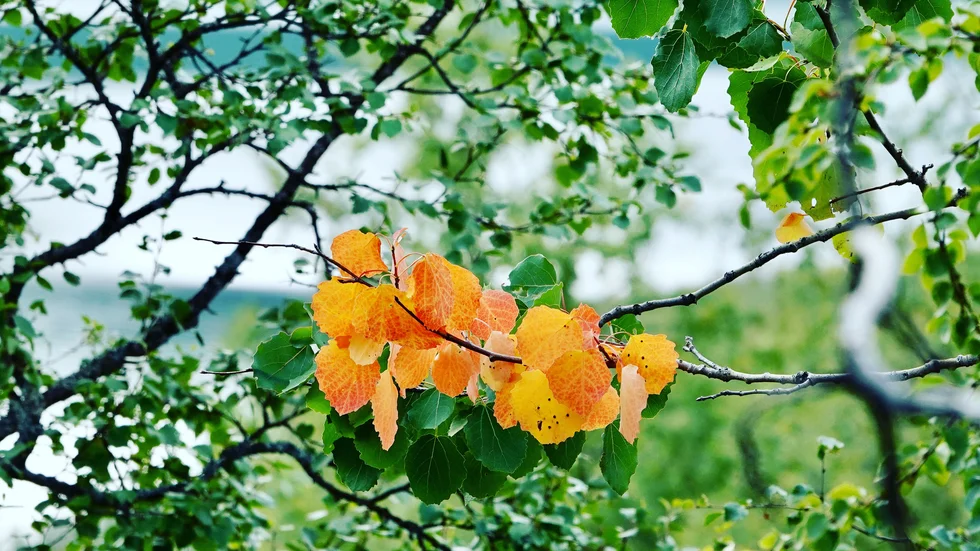 Skribenten minns sin tid som sommarjobbare i skogarna intill Storuman. Arkivbild från skog utanför Tärnaby.
