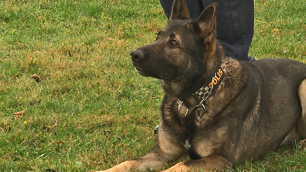 Polisen sökte med hund efter inbrottstjuvarna i Hummelsta men ingen person greps.