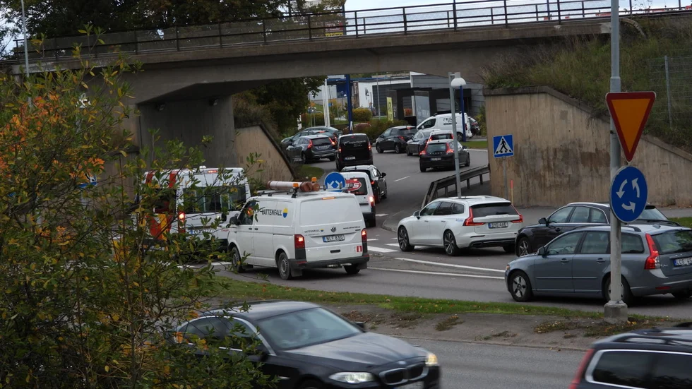Köer i Sandbyhovsrondellen.