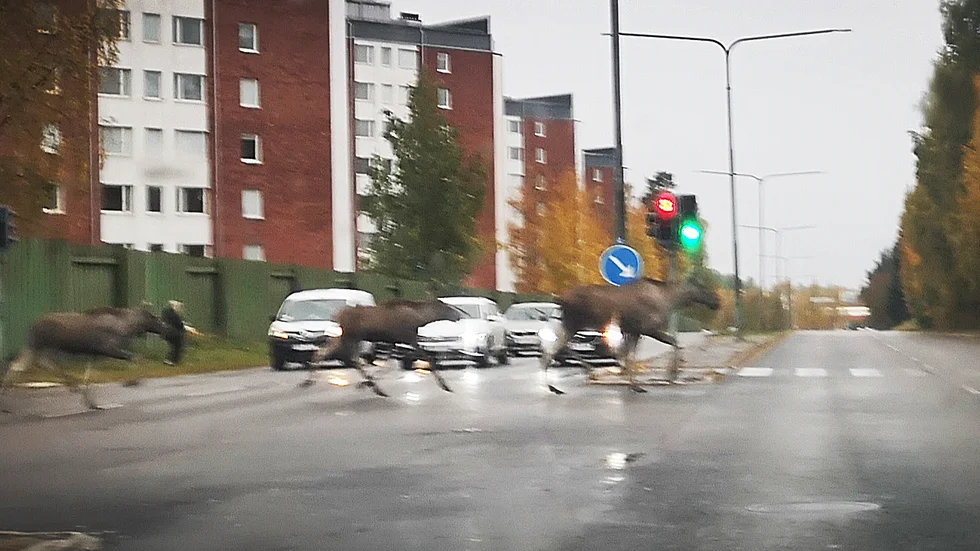 Här springer älgarna över vägen på Örnäset i Luleå.