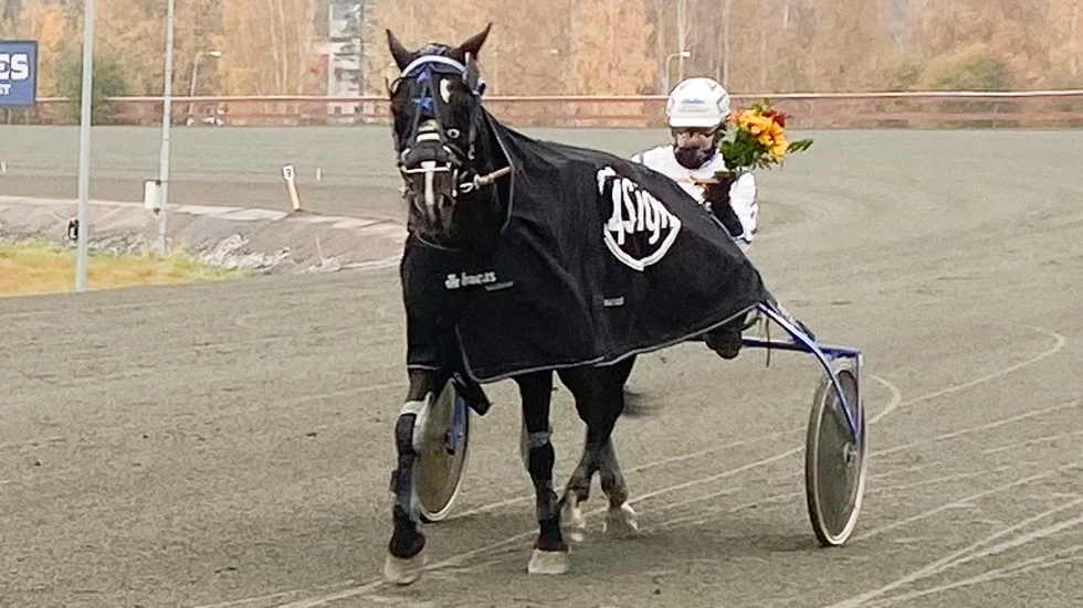 Jorma Särkiniva segerdefilerar bakom Skelleftehästen Järvsötekno.