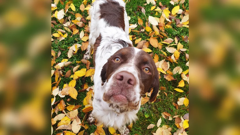 Hunden Archie efter att han räddats. "Vi har låtit han sova och äta. Han äter små portioner flera gånger om dagen och sedan har vi mest bara myst – han är jättego", säger Johanna Granström Sundgren.