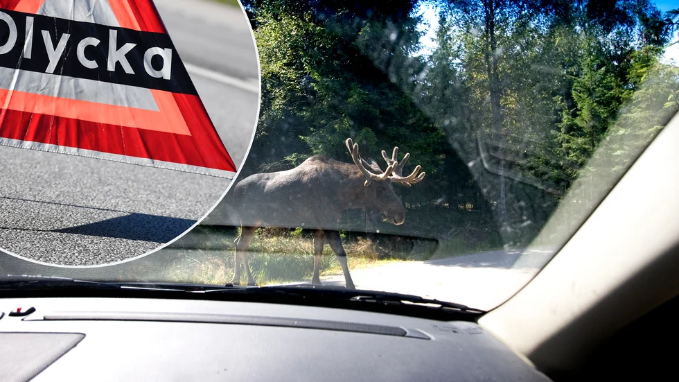Under de senaste veckorna har länets älgar tagit sig ut på både E 20 och E 4. Bilderna är tagna i ett annat sammanhang.