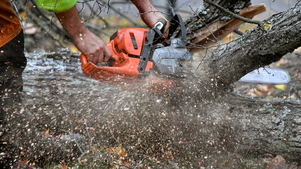 Enligt anmälan ska någon ha sågat ner en 50 meter lång planterad häck samt några träd på fastigheten.