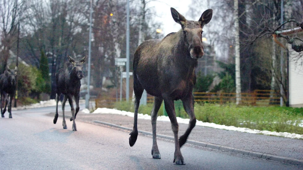 Att försöka driva älgarna någon annanstans – ut i vattnet eller mot Norrlandet där det är vägar och trafik – var inget bra alternativ i det här fallet, menar Mikael Nilsson. Därför sköts älgarna. Bilden är en genrebild.