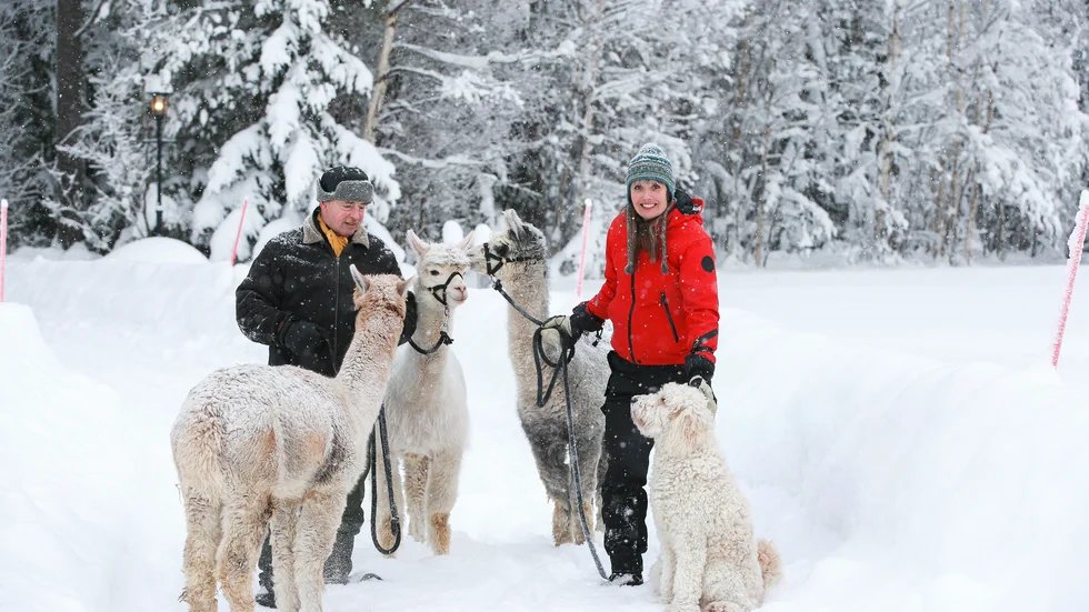 Rob och Katarina Ricken köpte alpackorna från en uppfödare i Härnösand. Hunden Nova kommer väl överens med sina något större lurviga vänner. 