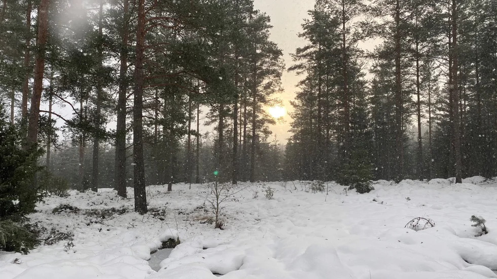 Att delar av skogen hålls obrukad är rimligt.