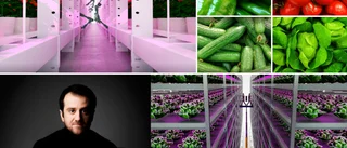 Närproducerad mat året om: "Vertikal odling"