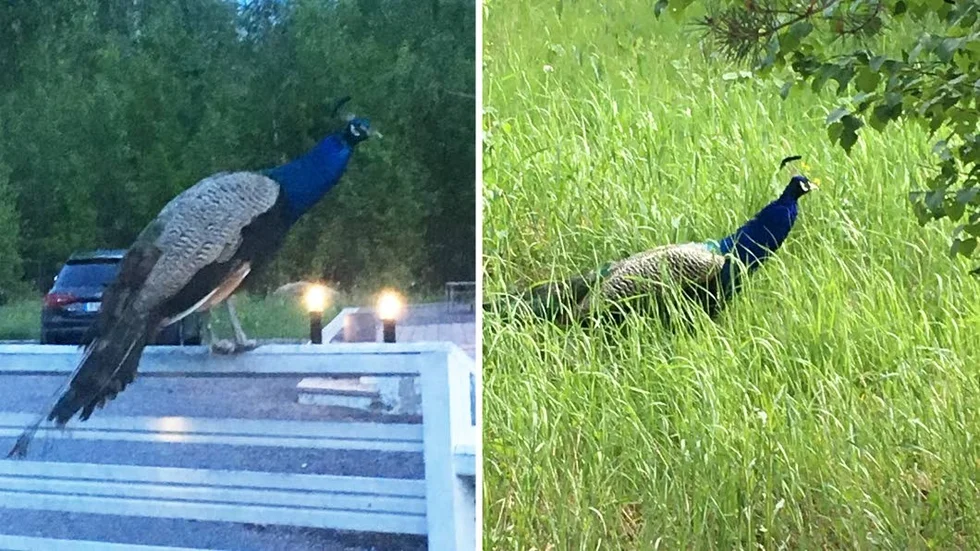 Sedan i söndags spatserar en påfågel omkring vid Johan Thorells hus i Ärentuna.