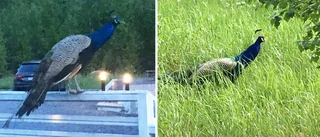 UNT TV: Ovanlig påhälsning i trädgården