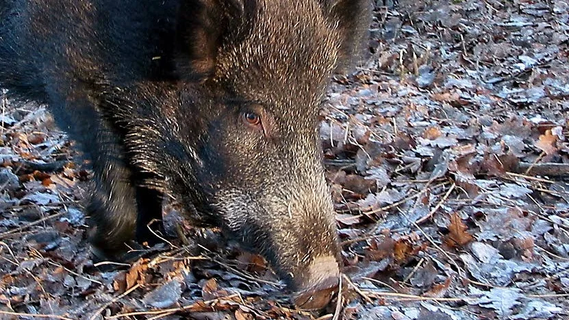 Ett gynnsamt väder under våren har fått vildsvinsstammen i Uppsala län att växa.