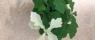 Albinoek på Uppsalaskola