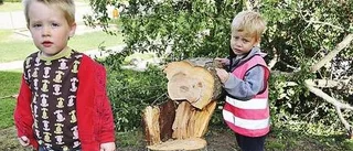 Fruktträd fälldes vid förskola