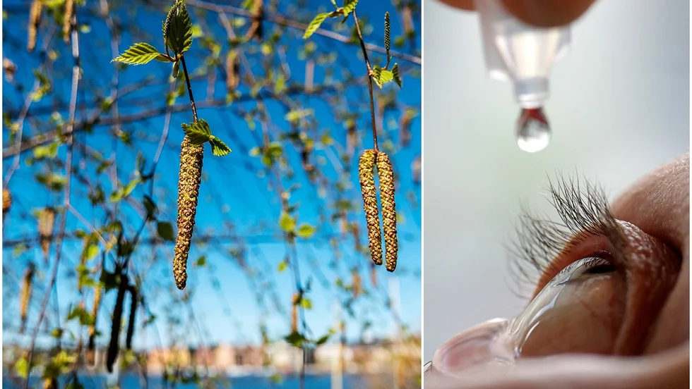Pollensäsongen kan ställa till med en hel del problem för många. 
