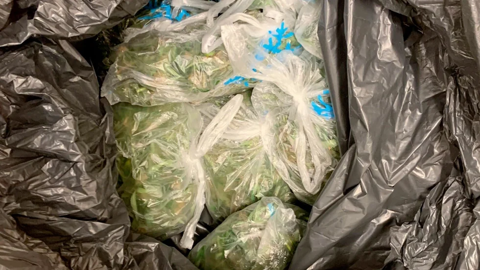 En av polisens bilder från cannabisbeslaget i bilens bagagelucka. Nu både fälls och frias den åtalade 26-åringen för narkotikabrott. Allt började med en kraftig stank från en lägenhet...