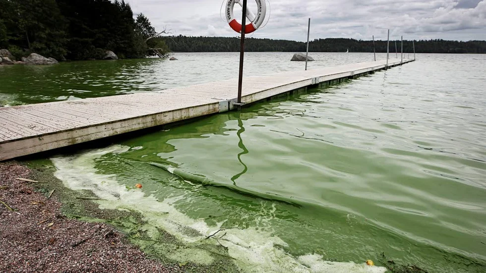 Nu avråder kommunen från bad även vid Sunnerstabadet. Bilden är från ett annat bad vid ett annat tillfälle.
