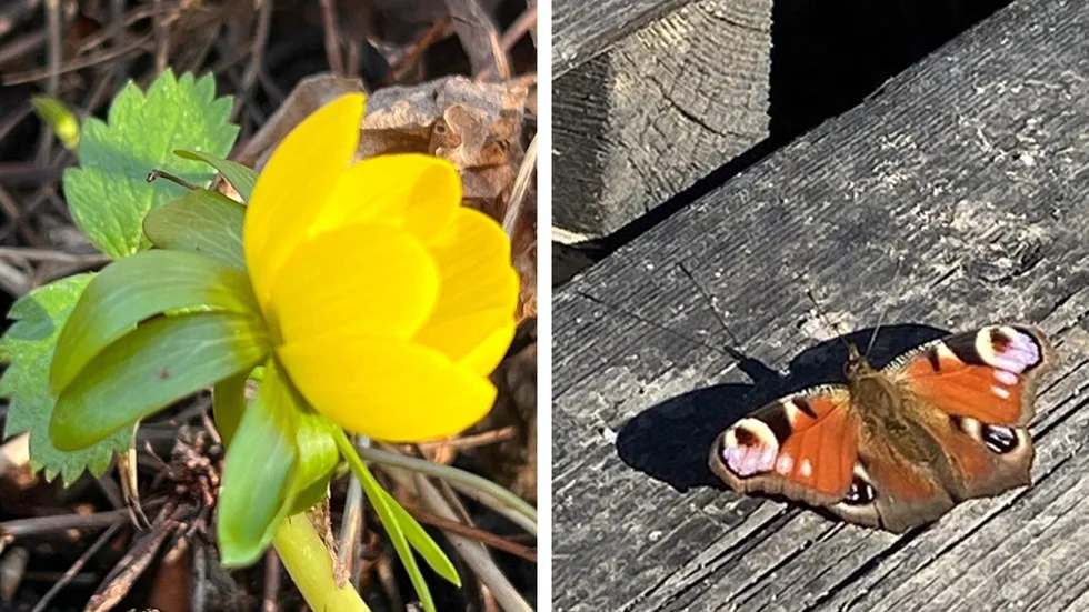 Två vårtecken från Sörmland. Har du sett något vårtecken? Posta en bild nedan, så att fler får se!