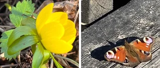 Har du sett något vårtecken? Dela med dig av dina bilder!