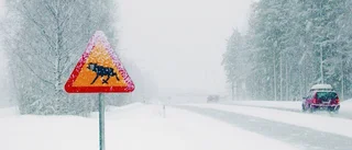 Älgpåkörning på E 10