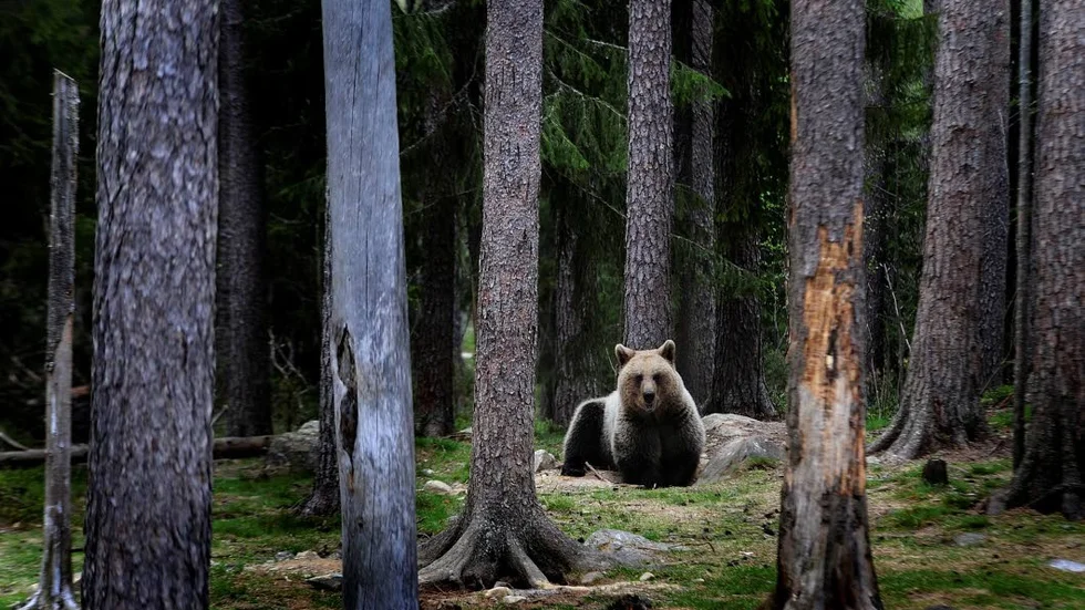 Björnar har en naturlig vana att gnugga sig mot träd. Genom att samla in de hårstrån som fastnar på träden kan man få fram värdefull genetisk information, som visar en del om björnarnas levnadsvanor