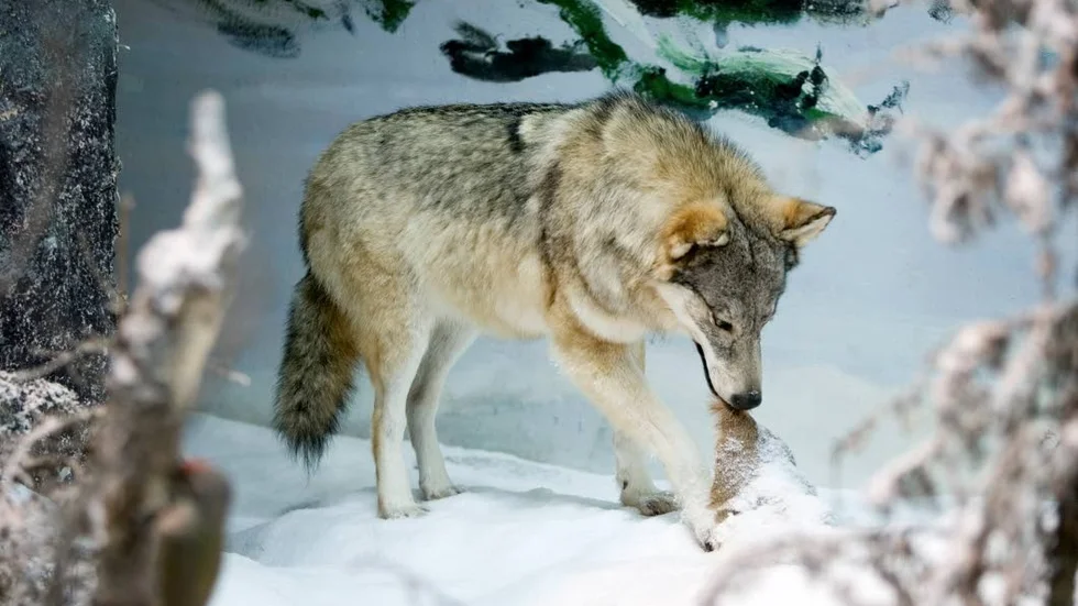 Nio av tio vargar är infekterade av parasitmaskar.