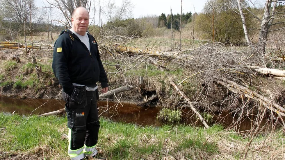 Parkarbetare Lasse Vestlund visar spåren som skvallrar om att ett bäverpar har etablerat sig i Knivstaån.