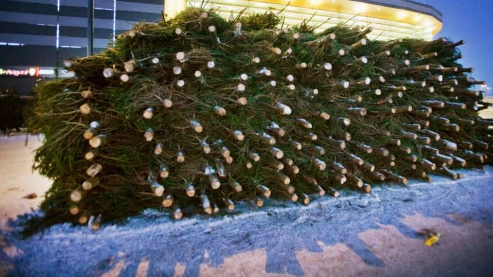 mycket julgranar, gränby