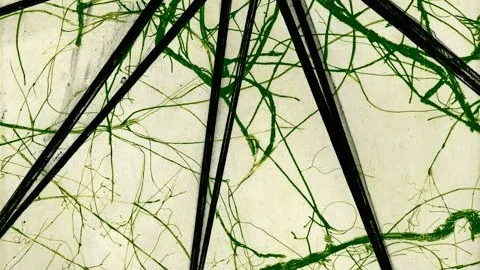 Alexandra Kern: "Shelter 5", fotopolymer.