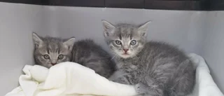 Kattungar funna i soptunna