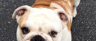 Bulldoggen Judith försvunnen