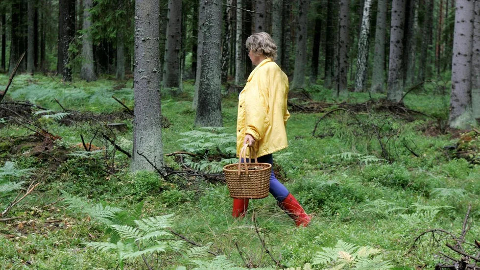 En svampplockare går i skogen med en svampkorg  Foto BERTIL ERICSON kod 9227  COPYRIGHT SCANPIX SWEDEN