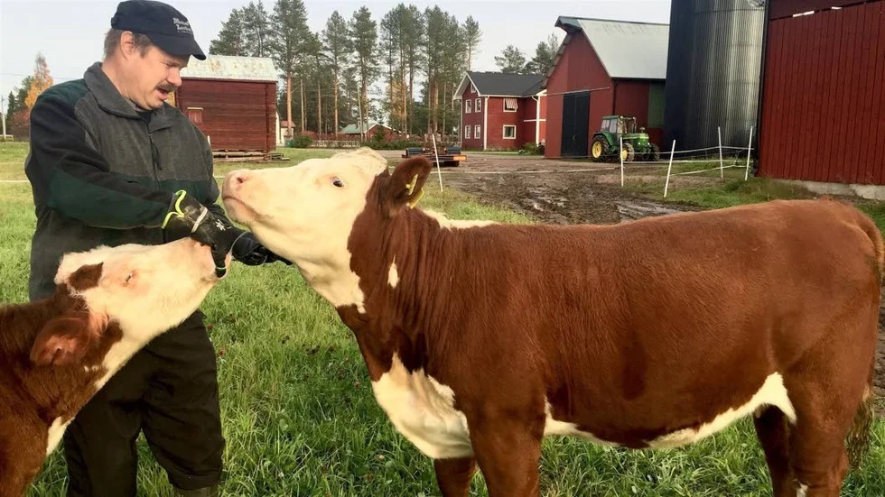 Mikael Mäki och kvigan Randi.