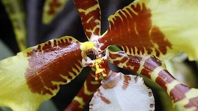 Rossioglossum Ravdon jester grande X wiliamsianum.