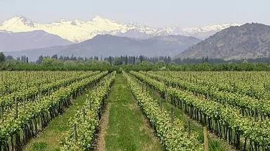 Här växer carménère. Chile har gjort den ursprungligen franska kvalitetsdruvan carménère till sin nationaldruva på samma sätt som Argentina har sin malbec och Sydafrika sin pinotage.