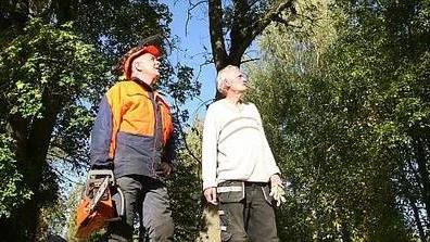 Karl-Erik Hauser och Leif Eriksson tar sig en titt på askarna i prästgårdsallén. Några av dem kan falla när som helst.