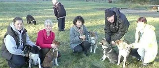 De har adopterat rumänska hundar