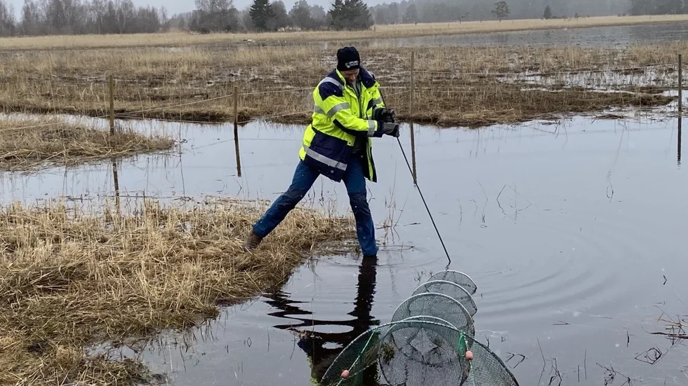 Tomas Loreth Remén vittjar en av ryssjorna på fisk. All fisk som simmar upp i våtmarksområdet kartläggs och räknas.