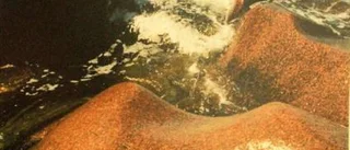 Naturens egen poesi genom kameralinsen