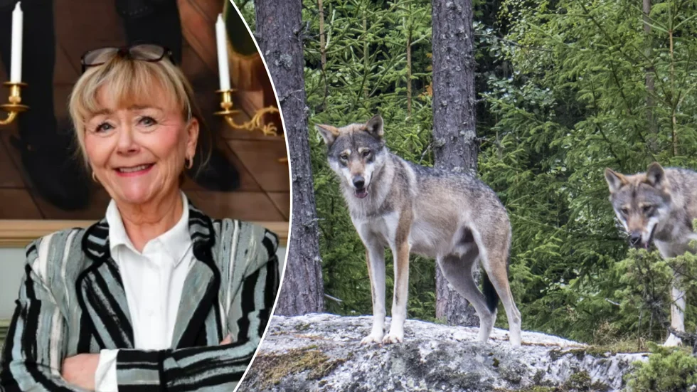 På måndag ska de sörmlandska vargarnas framtid diskuteras.