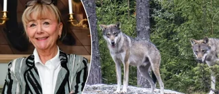 Beatrice Ask om vargens framtid i Sörmland: "Hoppas på ny plan"
