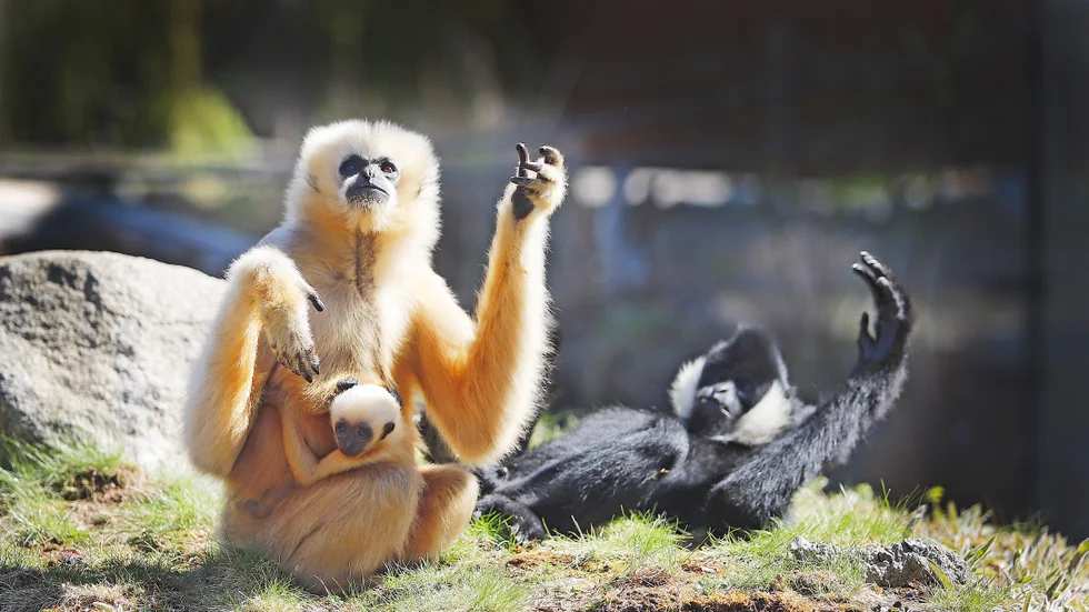 Det vitkindade gibbonparet Malou och Trom nedkom med lille Kasi (fastklamrad på mammas mage) i slutet av mars. 