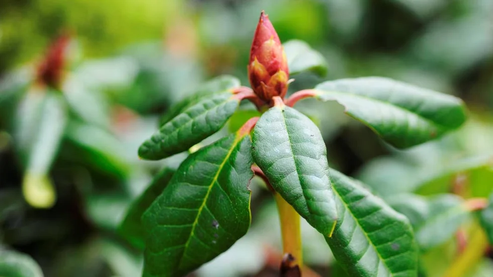 Rhododendron är extra känslig för tjältorka.