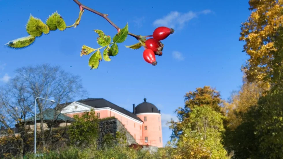 Uppsala söker bidrag för att bli en grönare stad, bland annat för att kunna plantera fler träd i gatu- och parkmiljö.