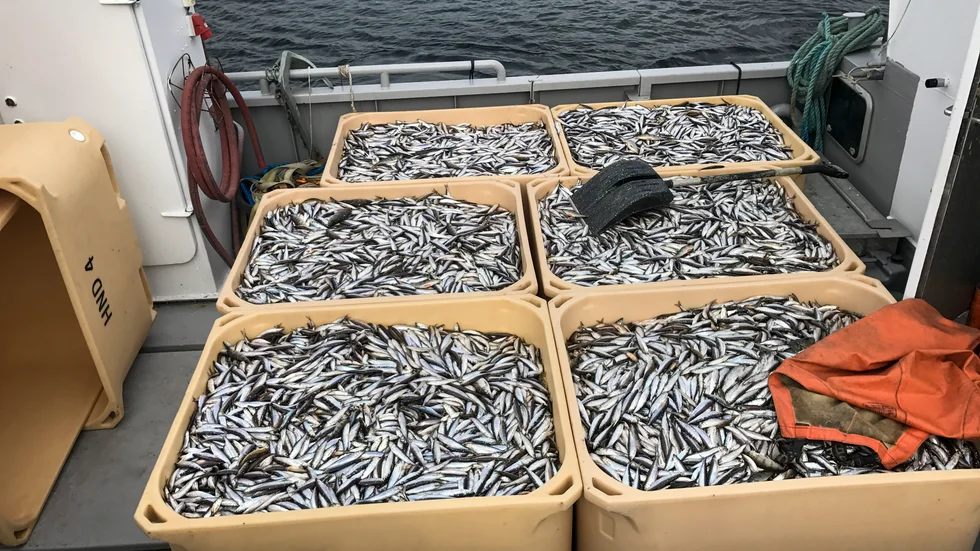 "Vi anser att det är viktigt att vi kan värna ett kustnära, småskaligt fiske", svarar chefen för Havs- och vattenmyndighetens havsförvaltningsavdelning den skribent som hävdar motsatsen. 