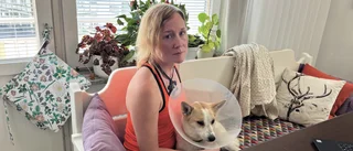 Hunden Hörru skadades av en flaskbomb – men klarade synen