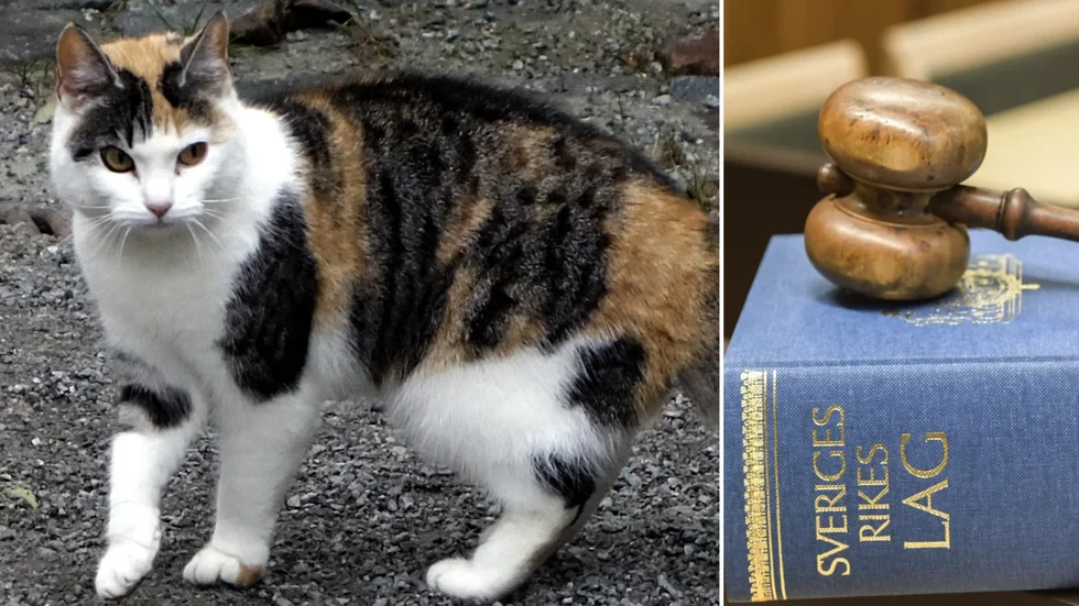 Nej, Hultsfredskvinnan fick inte ha någon katt på grund av ett tidigare djurförbud. Snart är det rättegång i Kalmar tingsrätt. Genrebild.
